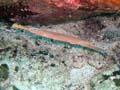 045 Trumpetfish